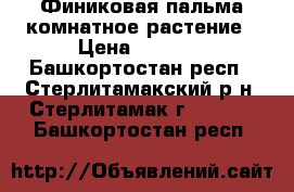 Финиковая пальма комнатное растение › Цена ­ 2 000 - Башкортостан респ., Стерлитамакский р-н, Стерлитамак г.  »    . Башкортостан респ.